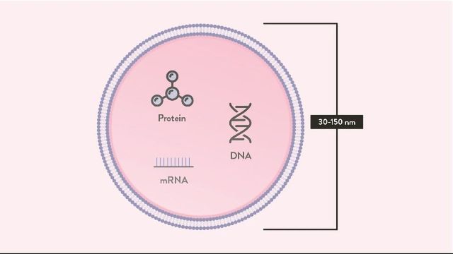 Exosome-“vũ khí  hạt nhân”  của công nghệ chăm sóc sắc đẹp hiện đại - Ảnh 1.