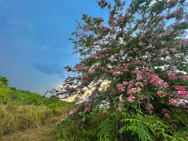Hoa đào nở hồng rực rỡ trên Vườn quốc gia Cát Tiên - Ảnh 7.
