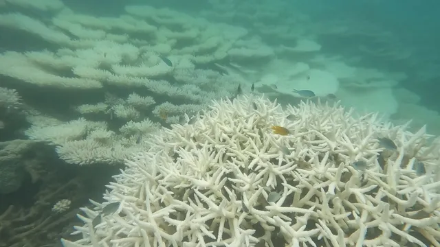 Côn Đảo tái diễn hiện tượng san hô bị tẩy trắng - Ảnh 1.