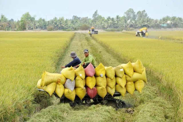 Doanh nghiệp gạo bỏ thầu giá thấp:  Lo ngại ảnh hưởng cả ngành hàng - Ảnh 2.