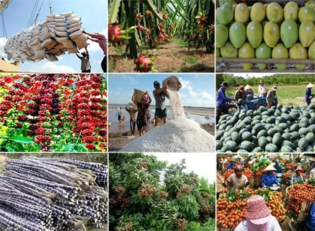 Xuất khẩu rau quả dự kiến vượt 7 tỷ USD - Ảnh 1.