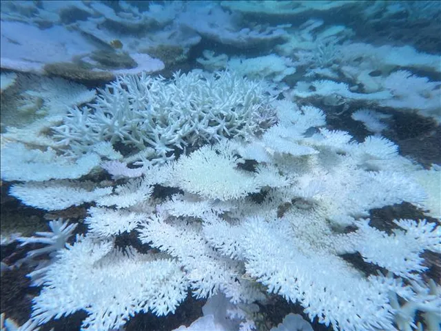 San hô tại Côn Đảo bị tẩy trắng do nhiệt độ nước biển tăng cao - Ảnh 1.