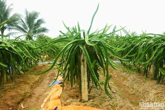 Efficiency from the largest dragon fruit growing area in Hai Phong - Ảnh 1.