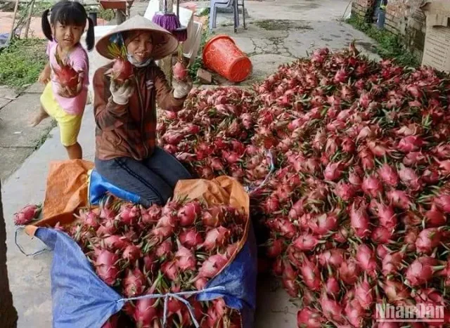 Efficiency from the largest dragon fruit growing area in Hai Phong - Ảnh 2.