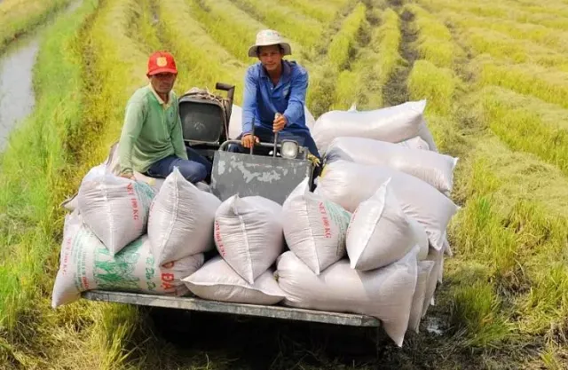 Giá xuất khẩu gạo tăng mạnh, doanh nghiệp có hết lo? - Ảnh 1.