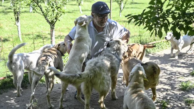Kosovo trả tiền cho người dân để nhận nuôi chó hoang - Ảnh 1.