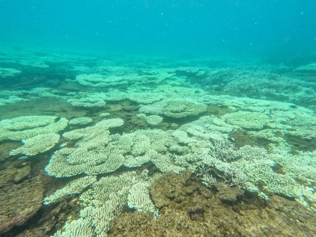 Tạm dừng hoạt động bơi lội, lặn xem san hô tại một số điểm ở Vườn quốc gia Côn Đảo - Ảnh 1.