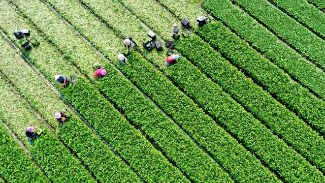 Trung Quốc đẩy mạnh phát triển nông nghiệp xanh - Ảnh 1.