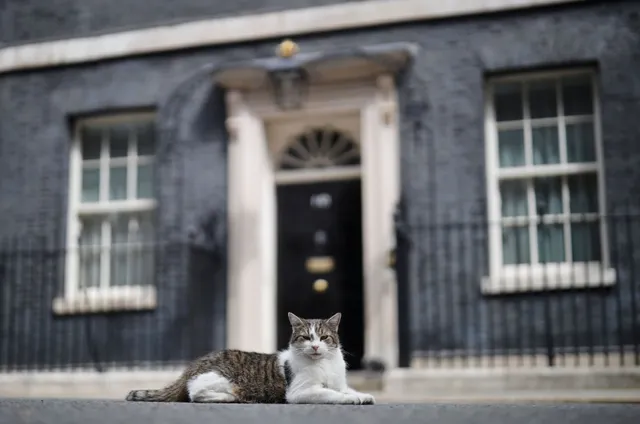 Chú mèo phủ Thủ tướng gây chú ý trong cuộc bầu cử Anh - Ảnh 1.