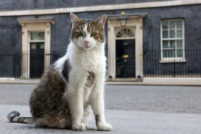 Chú mèo phủ Thủ tướng gây chú ý trong cuộc bầu cử Anh - Ảnh 2.