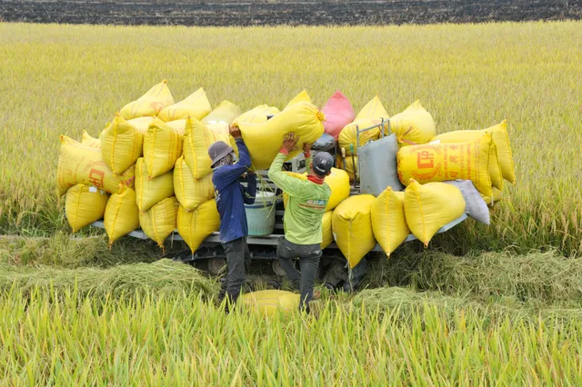 Nguồn cung lương thực, thực phẩm dồi dào - Ảnh 2.