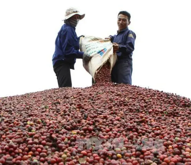 Giá cà phê Robusta thiết lập đỉnh lịch sử mới - Ảnh 1.