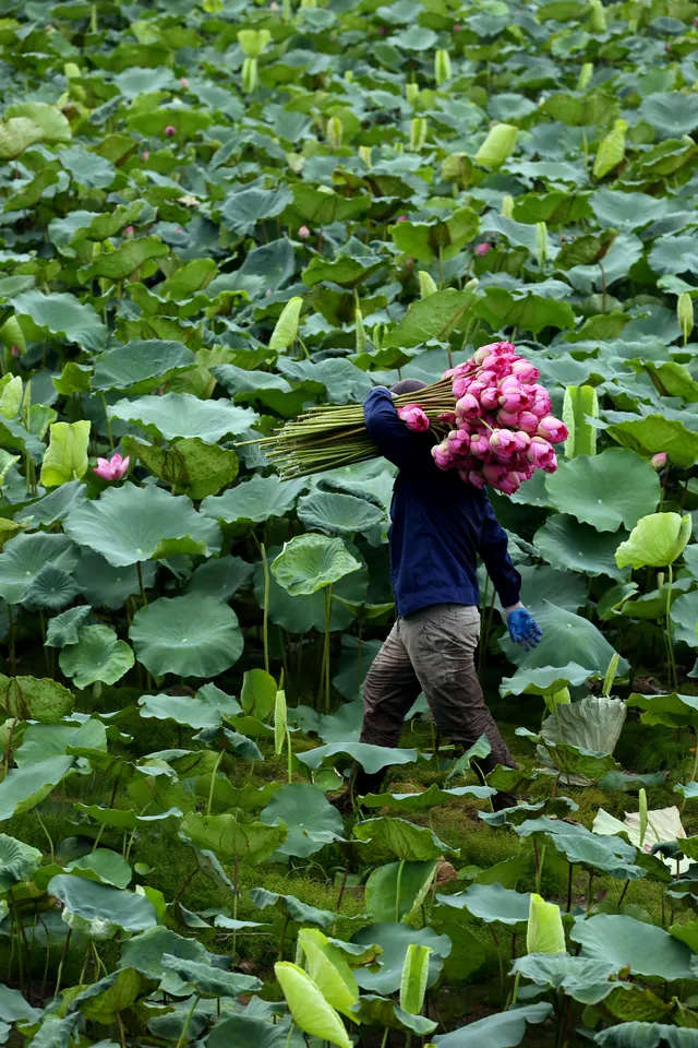 Nét tinh hoa của trà sen Tây Hồ - Ảnh 1.