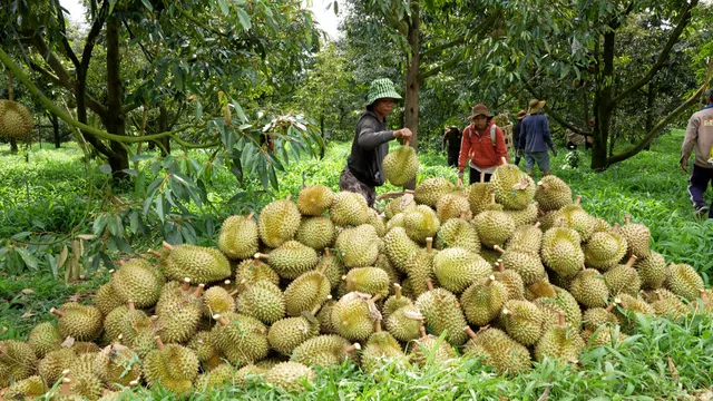 Liên kết mở rộng những mô hình sầu riêng bền vững - Ảnh 2.