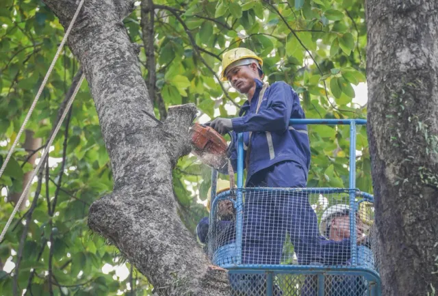 TP Hồ Chí Minh tổng kiểm tra, khám sức khỏe cây lâu năm - Ảnh 1.