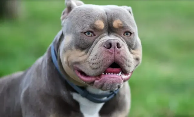 Gia tăng đột biến số vụ chó Pitbull tấn công người ở Italy - Ảnh 1.