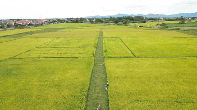 Quảng Bình: Nỗ lực tránh bỏ ruộng hoang vụ Hè – Thu - Ảnh 7.