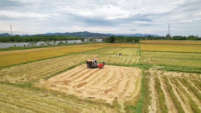 Quảng Bình: Nỗ lực tránh bỏ ruộng hoang vụ Hè – Thu - Ảnh 6.