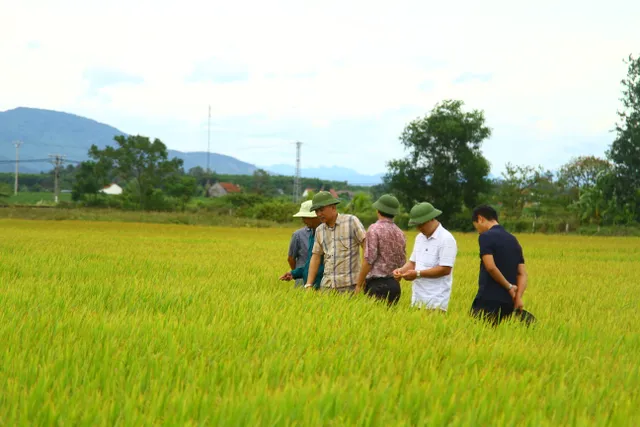 Quảng Bình: Nỗ lực tránh bỏ ruộng hoang vụ Hè – Thu - Ảnh 2.