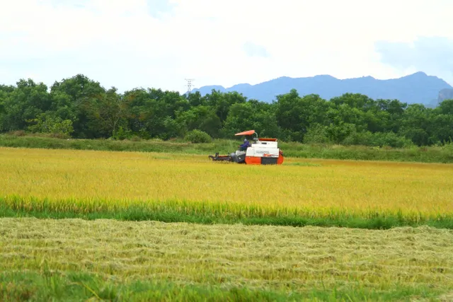 Quảng Bình: Nỗ lực tránh bỏ ruộng hoang vụ Hè – Thu - Ảnh 4.