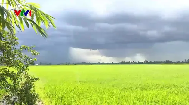 Giá lúa tăng, nông dân xuống giống ngoài quy hoạch - Ảnh 2.