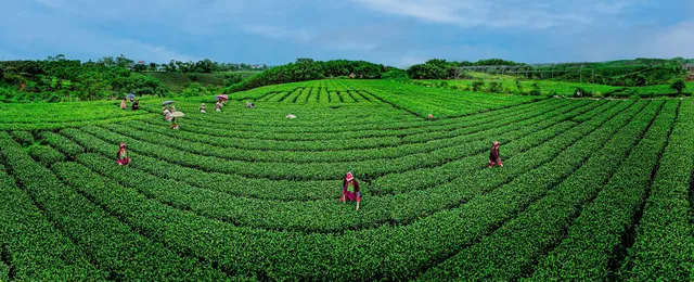 Quảng Ninh: Lần đầu tiên tổ chức lễ hội Trà Đường Hoa tại huyện Hải Hà - Ảnh 2.