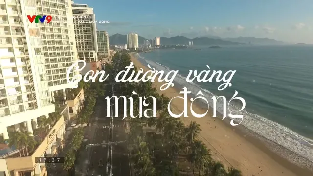 Nha Trang biển gọi: Con đường vàng mùa Đông