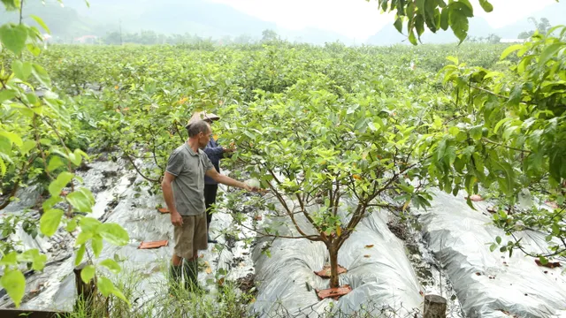 Hơn 250 gian hàng sản phẩm nông nghiệp trưng bày tại Hội chợ OCOP khu vực Đông Bắc - Ảnh 5.