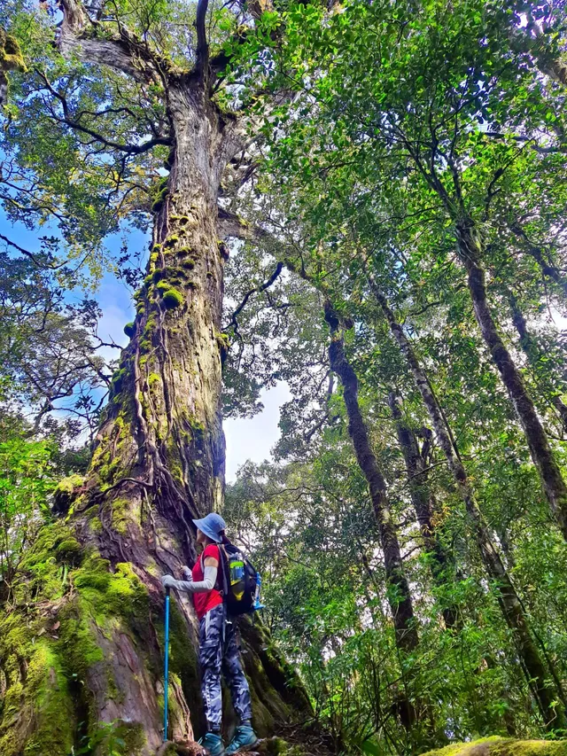 Trekking khám phá VQG Bidoup - Núi Bà và hoà mình vào văn hoá của đồng bào Kho - Ảnh 4.