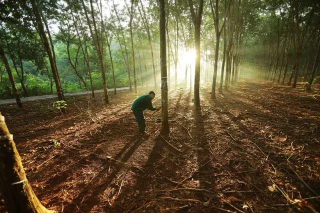 Vietnamese firms urged to quickly adapt to EU Deforestation Regulation - Ảnh 1.