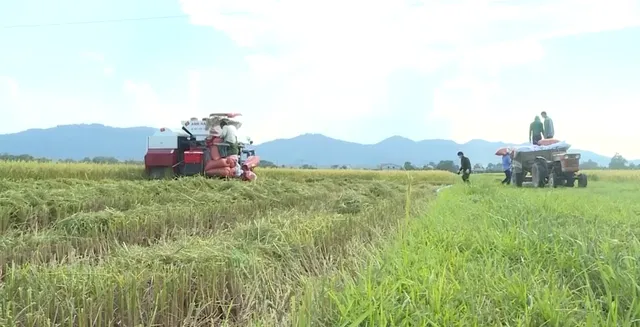 Nông dân Bắc Trung Bộ  gặt lúa chạy bão - Ảnh 2.