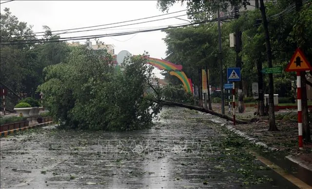 Thái Bình cây xanh đổ la liệt, mất điện diện rộng do ảnh hưởng bão số 3 - Ảnh 3.