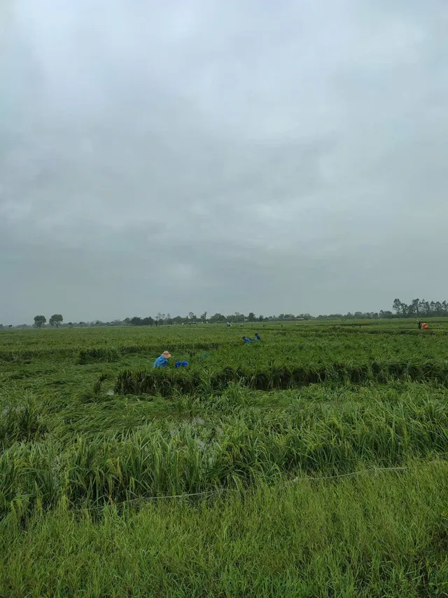 Hà Nội: Đoàn viên, thanh niên xuống đồng “cứu lúa” giúp dân - Ảnh 8. Hà Nội: Đoàn viên, thanh niên xuống đồng “cứu lúa” giúp dân - Ảnh 8.