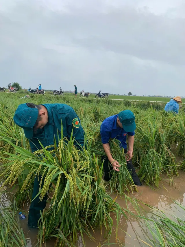 Hà Nội: Đoàn viên, thanh niên xuống đồng “cứu lúa” giúp dân - Ảnh 7. Hà Nội: Đoàn viên, thanh niên xuống đồng “cứu lúa” giúp dân - Ảnh 7.