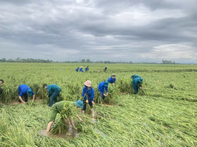 Hà Nội: Đoàn viên, thanh niên xuống đồng “cứu lúa” giúp dân - Ảnh 4. Hà Nội: Đoàn viên, thanh niên xuống đồng “cứu lúa” giúp dân - Ảnh 4.