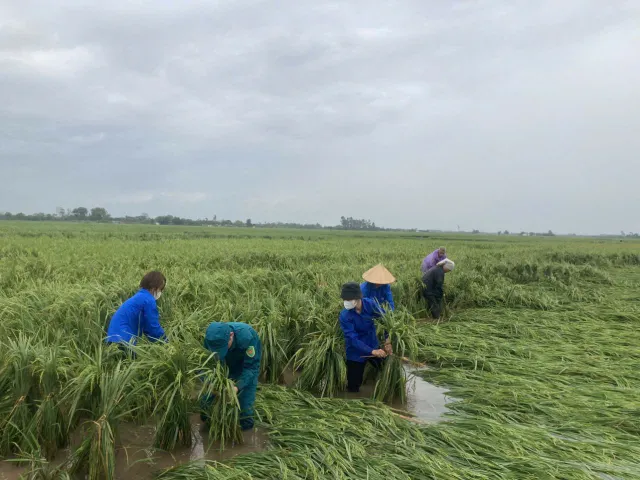 Hà Nội: Đoàn viên, thanh niên xuống đồng “cứu lúa” giúp dân - Ảnh 5. Hà Nội: Đoàn viên, thanh niên xuống đồng “cứu lúa” giúp dân - Ảnh 5.