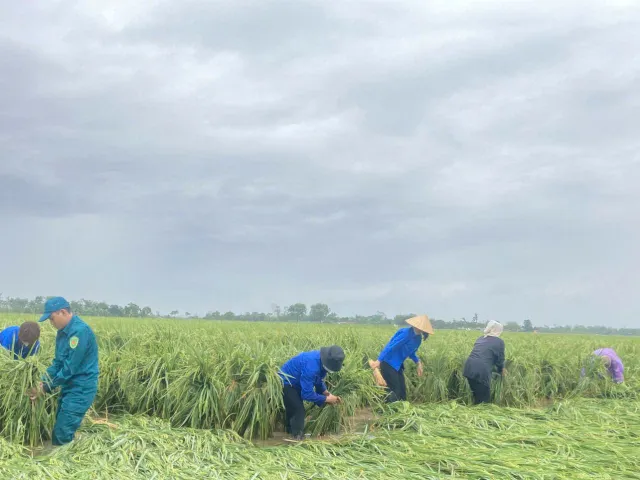 Hà Nội: Đoàn viên, thanh niên xuống đồng “cứu lúa” giúp dân - Ảnh 9. Hà Nội: Đoàn viên, thanh niên xuống đồng “cứu lúa” giúp dân - Ảnh 9.