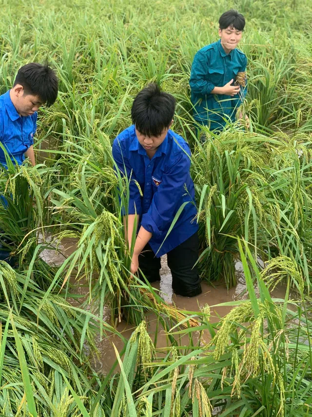 Hà Nội: Đoàn viên, thanh niên xuống đồng “cứu lúa” giúp dân - Ảnh 1. Hà Nội: Đoàn viên, thanh niên xuống đồng “cứu lúa” giúp dân - Ảnh 1.