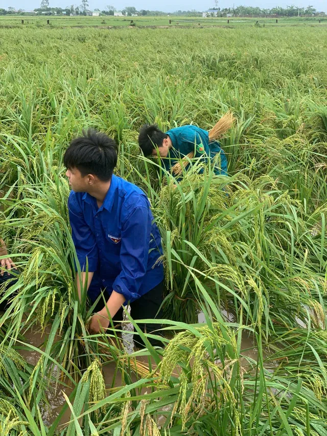 Hà Nội: Đoàn viên, thanh niên xuống đồng “cứu lúa” giúp dân - Ảnh 6. Hà Nội: Đoàn viên, thanh niên xuống đồng “cứu lúa” giúp dân - Ảnh 6.