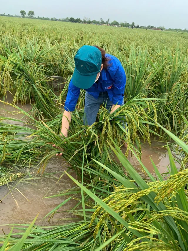 Hà Nội: Đoàn viên, thanh niên xuống đồng “cứu lúa” giúp dân - Ảnh 3. Hà Nội: Đoàn viên, thanh niên xuống đồng “cứu lúa” giúp dân - Ảnh 3.