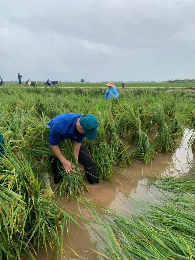 Hà Nội: Đoàn viên, thanh niên xuống đồng “cứu lúa” giúp dân - Ảnh 2. Hà Nội: Đoàn viên, thanh niên xuống đồng “cứu lúa” giúp dân - Ảnh 2.
