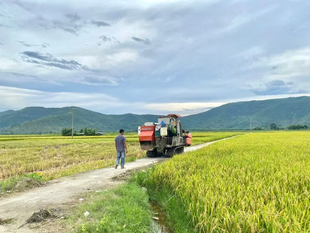 Nông dân Thanh Hóa khẩn trương thu hoạch lúa sau bão số 3 - Ảnh 4.