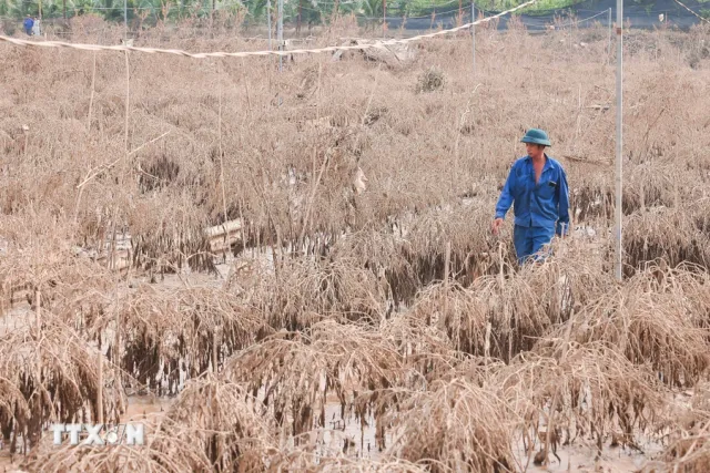 Người trồng đào cảnh, quất cảnh Hà Nội trắng tay sau lũ - Ảnh 10.