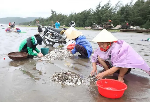 Sau bão số 4, ngao dạt vào trắng bờ biển Diễn Châu (Nghệ An) - Ảnh 2.