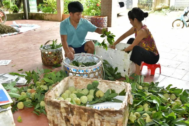 Tuyên Quang: Ngọt thơm từ mùa na chín - Ảnh 3.