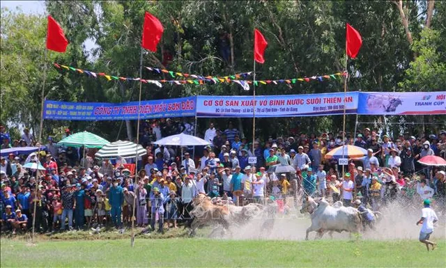 Sôi nổi Hội đua bò Bảy Núi An Giang - Ảnh 1.