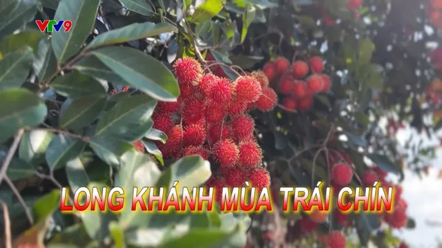 Rong Ruổi Phương Nam: Long Khánh Mùa Trái Cây Chín