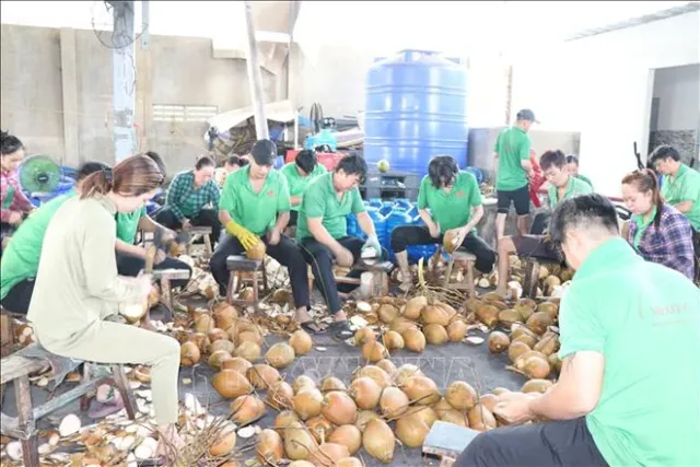 Ben Tre readies conditions for fresh coconut exports - Ảnh 1.