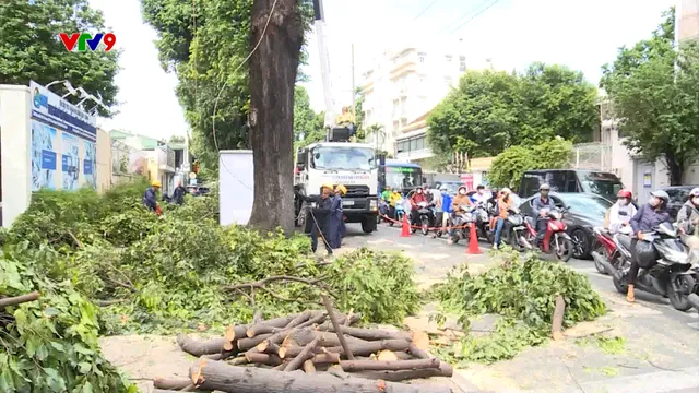 TP. Hồ Chí Minh: Mạnh dạn thay thế cây xanh già cỗi để giảm rủi ro