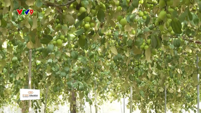 Đồng bào Chăm chuyển đổi cơ cấu cây trồng thích ứng biển đổi khí hậu